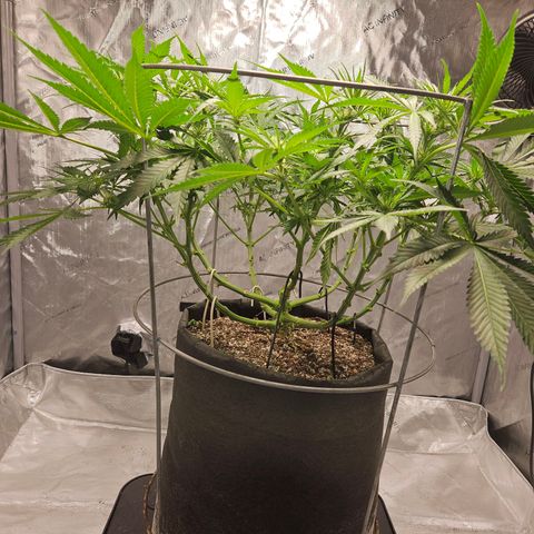 Strawberry Banana  growlog photo: Day 21 defoliation 