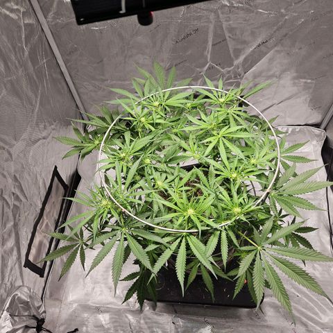 Strawberry Banana  growlog photo: Day 21 defoliation 