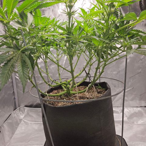 Strawberry Banana  growlog photo: Day 21 defoliation 