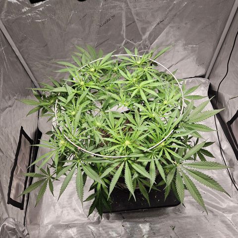 Strawberry Banana  growlog photo: Day 21 defoliation 