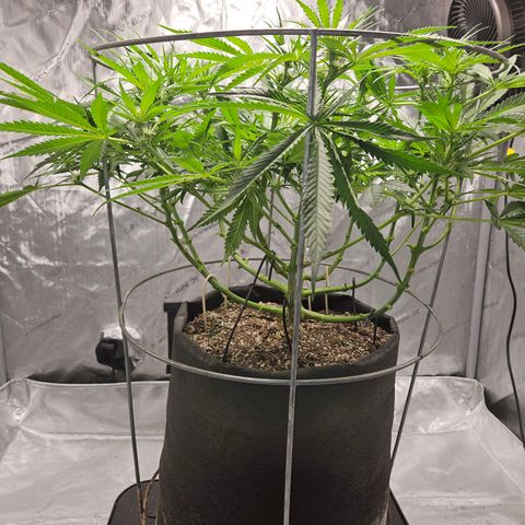 Strawberry Banana  growlog photo: Day 21 defoliation 