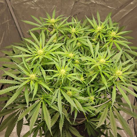 Strawberry Banana  growlog photo: Day 27 since flip to flower 