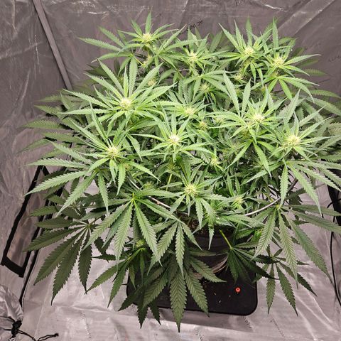 Strawberry Banana  growlog photo: Day 27 since flip to flower 