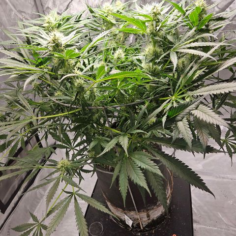Strawberry Banana  growlog photo: Day 34 flower 