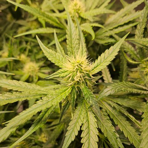 Strawberry Banana  growlog photo: Day 34 flower 