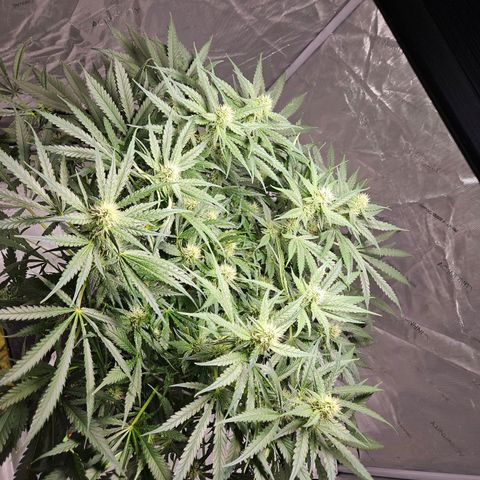 Strawberry Banana  growlog photo: Day 34 flower 