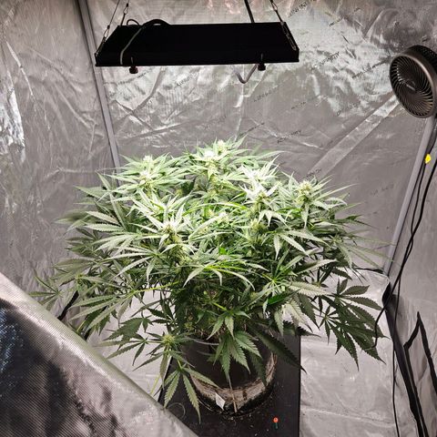 Strawberry Banana  growlog photo: Day 34 flower 