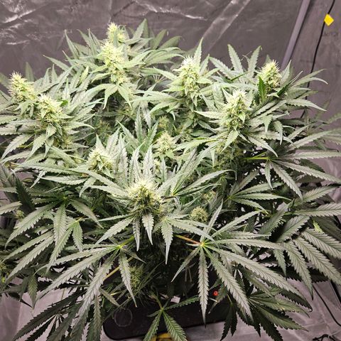 Strawberry Banana  growlog photo: Day 43