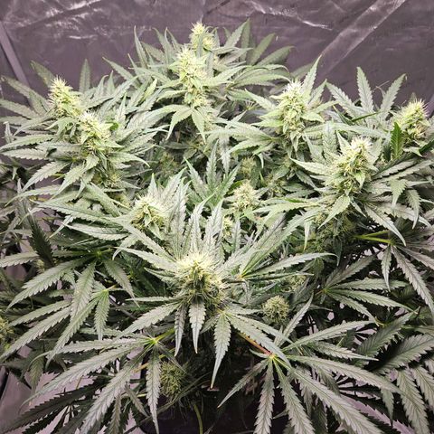 Strawberry Banana  growlog photo: Day 43