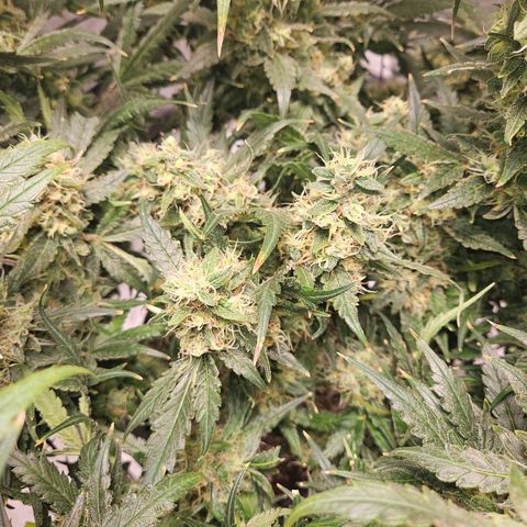 Strawberry Banana  growlog photo: Day 58 top crown colas not as ripe as satellites or 2nd canopy. 
