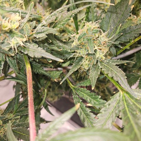 Strawberry Banana  growlog photo: Day 58 top crown colas not as ripe as satellites or 2nd canopy. 