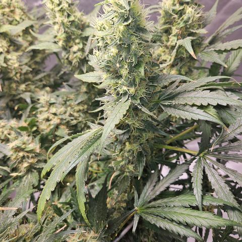 Strawberry Banana  growlog photo: Day 58 top crown colas not as ripe as satellites or 2nd canopy. 