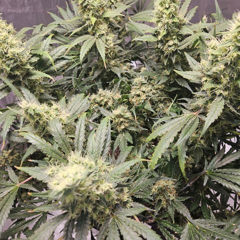Strawberry Banana  growlog photo: Day 58 top crown colas not as ripe as satellites or 2nd canopy. 