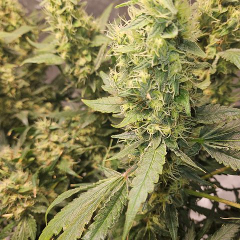 Strawberry Banana  growlog photo: Day 58 top crown colas not as ripe as satellites or 2nd canopy. 