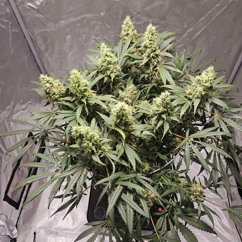 Strawberry Banana  growlog photo: Day 62 strawnana