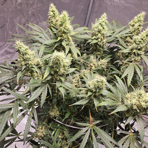 Strawberry Banana  growlog photo: Day 62 strawnana