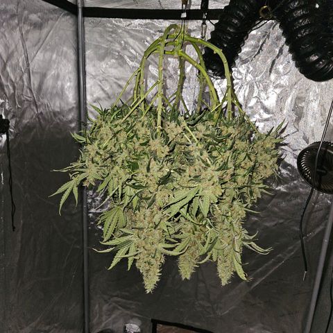 Strawberry Banana  growlog photo: Harvest day 71
