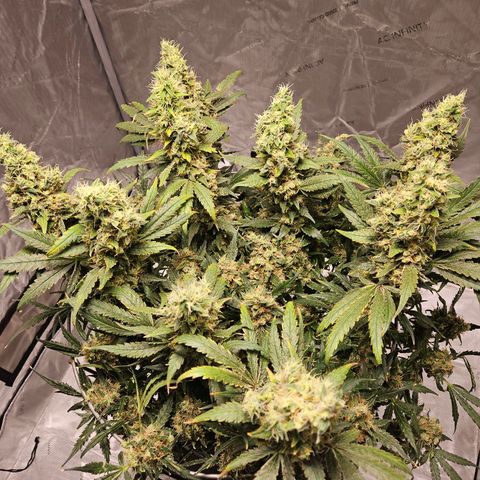 Strawberry Banana  growlog photo: Harvest day 71