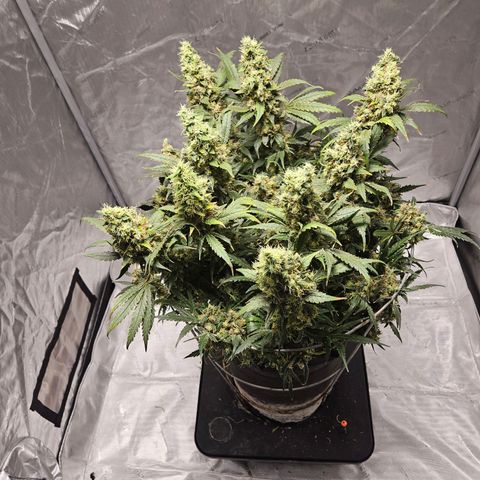 Strawberry Banana  growlog photo: Harvest day 71