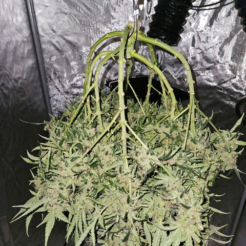 Strawberry Banana  growlog photo: Harvest day 71