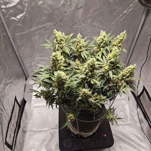 Strawberry Banana  growlog photo: Harvest day 71
