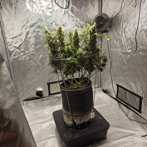 Strawberry Banana  growlog photo: Harvest day 71