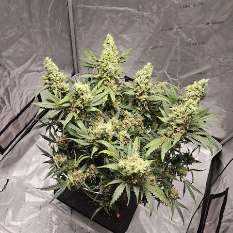 Strawberry Banana  growlog photo: Harvest day 71