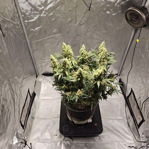 Strawberry Banana  growlog photo: Harvest day 71