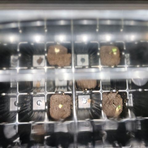 Lemon🍋 Cherry🍒 Gelato🍨 #1 growlog photo: Transplanted root riot plugs into octopots. Day 5 from hitting water