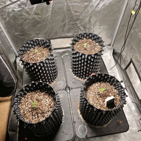 Lemon🍋 Cherry🍒 Gelato🍨 #1 growlog photo: Removed humidity domes 