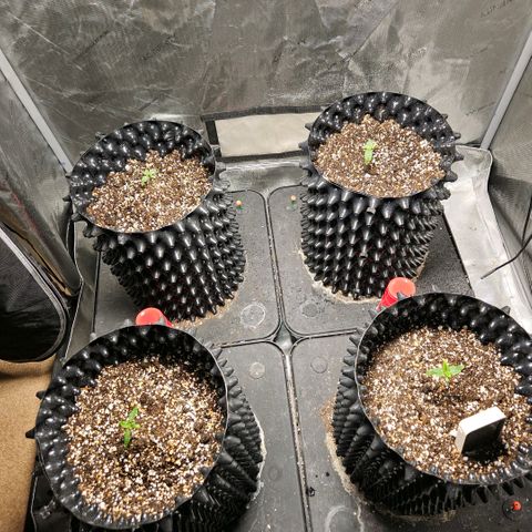 Lemon🍋 Cherry🍒 Gelato🍨 #1 growlog photo: Removed humidity domes 