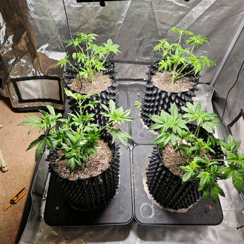Lemon🍋 Cherry🍒 Gelato🍨 #1 growlog timeline photo