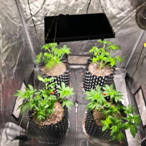 Lemon🍋 Cherry🍒 Gelato🍨 #1 growlog photo: Topped and lollipop 30 days wet