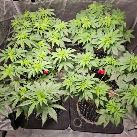 Lemon🍋 Cherry🍒 Gelato🍨 #1 growlog photo: Flower day 6
