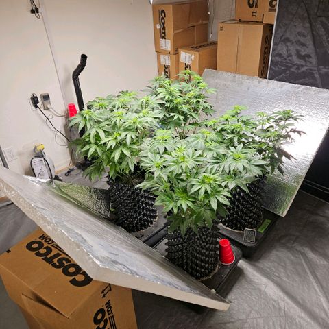 Lemon🍋 Cherry🍒 Gelato🍨 #1 growlog photo: 47 days wet.  day 15 flower 