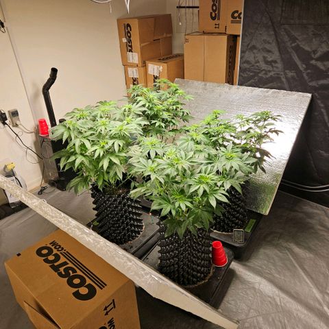 Lemon🍋 Cherry🍒 Gelato🍨 #1 growlog photo: 47 days wet.  day 15 flower 