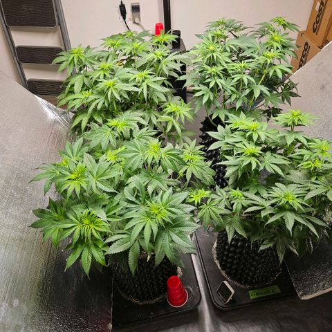 Lemon🍋 Cherry🍒 Gelato🍨 #1 growlog photo: 47 days wet.  day 15 flower 