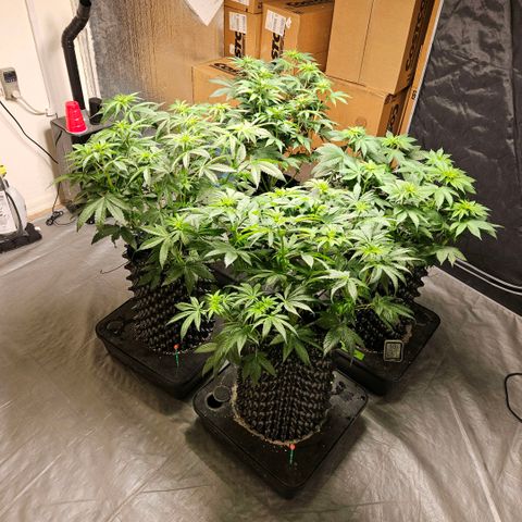 Lemon🍋 Cherry🍒 Gelato🍨 #1 growlog photo: 47 days wet.  day 15 flower 