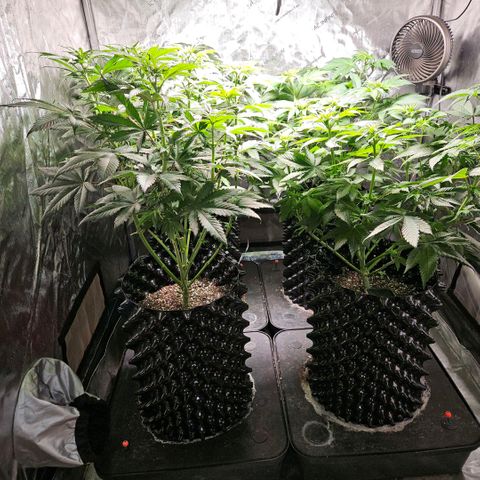 Lemon🍋 Cherry🍒 Gelato🍨 #1 growlog photo: 47 days wet.  day 15 flower 