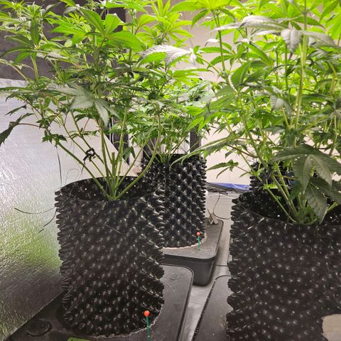Lemon🍋 Cherry🍒 Gelato🍨 #1 growlog photo: 47 days wet.  day 15 flower 