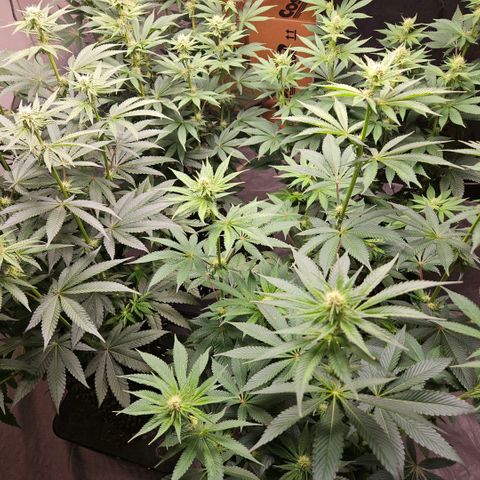 Lemon🍋 Cherry🍒 Gelato🍨 #1 growlog photo: Flower day 23.cherry Gelato weather limoncello east