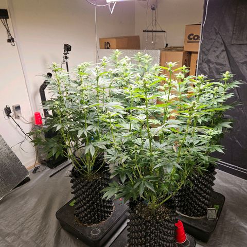 Lemon🍋 Cherry🍒 Gelato🍨 #1 growlog photo: Flower day 23.cherry Gelato weather limoncello east