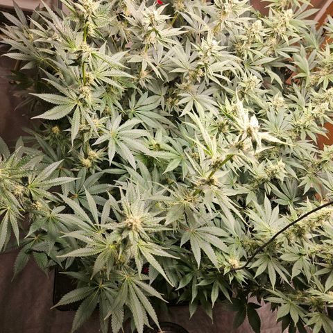 Lemon🍋 Cherry🍒 Gelato🍨 #1 growlog photo: Day 32 flower 64 days wet