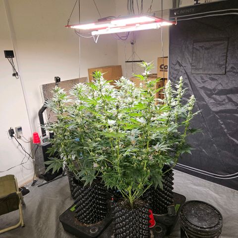 Lemon🍋 Cherry🍒 Gelato🍨 #1 growlog photo: Day 32 flower 64 days wet
