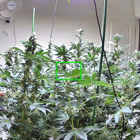 Lemon🍋 Cherry🍒 Gelato🍨 #1 growlog timeline photo