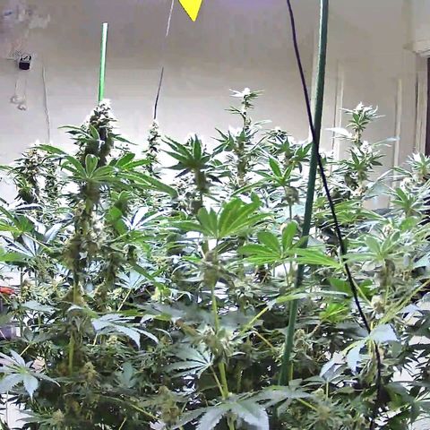 Lemon🍋 Cherry🍒 Gelato🍨 #1 growlog timeline photo