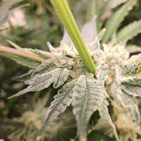 Lemon🍋 Cherry🍒 Gelato🍨 #1 growlog photo: Day 44 flower 
