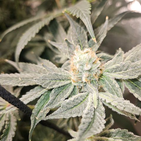 Lemon🍋 Cherry🍒 Gelato🍨 #1 growlog photo: Day 44 flower 