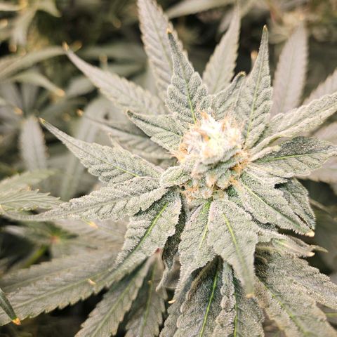 Lemon🍋 Cherry🍒 Gelato🍨 #1 growlog photo: Day 44 flower 
