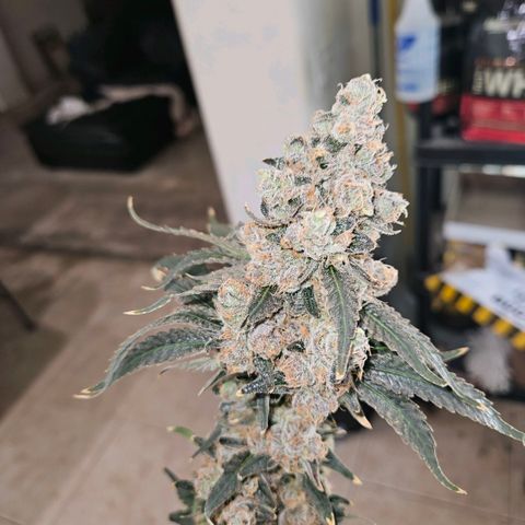 Lemon🍋 Cherry🍒 Gelato🍨 #1 growlog photo: Day 72 761g wet 4 trays